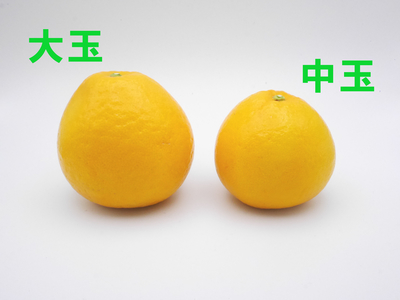 河内晩柑 | 株式会社吉田農園